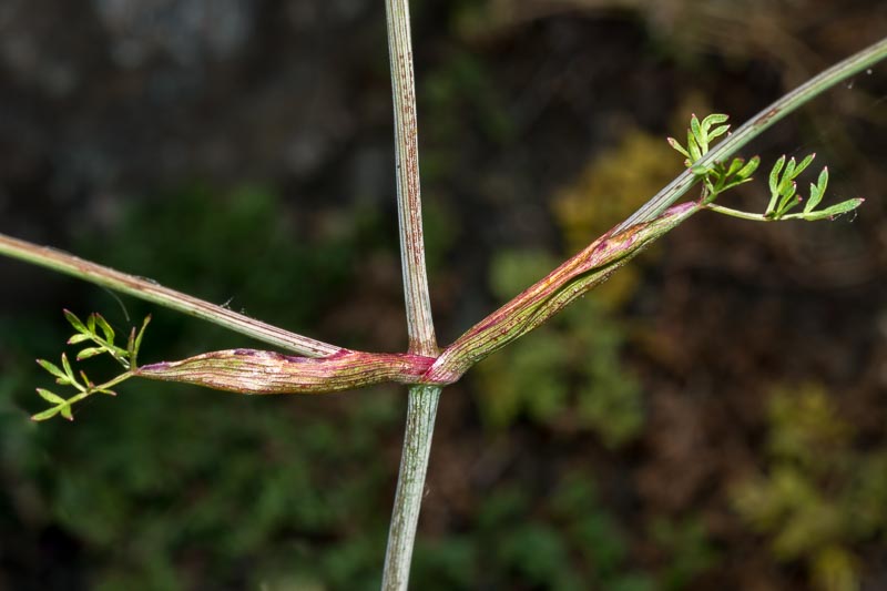 Oreoselinum nigrum